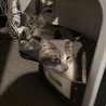 染之助と虎次郎