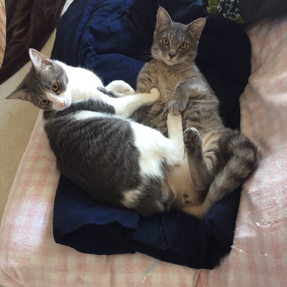 染之助と虎次郎のカバー写真