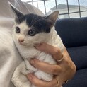 黒白2ヶ月メスすみれちゃん