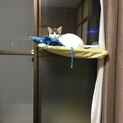 飼育放棄により一時保護している子です