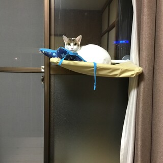飼育放棄により一時保護している子です