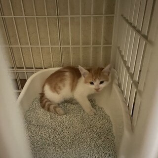 子猫オス、２ヶ月です、茶しろ