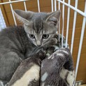 グレーの子猫　穏やかな女の子