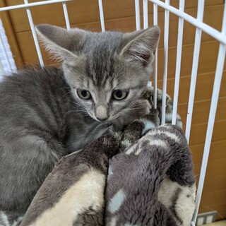 グレーの子猫 穏やかな女の子」山形県 - 猫の里親募集(369561