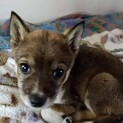 難聴というハンデを受け入れてくださる方。3ヶ月子犬