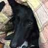 保護猫ふぅ
