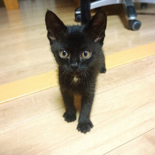 人間大好き！天使の輪黒猫ちゃん！