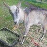 山羊の里親募集します。トカラ系2匹です。 サムネイル5
