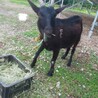 山羊の里親募集します。トカラ系2匹です。 サムネイル6