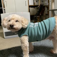 ゆず