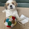 ボールとマスク両方欲しいあ太郎8才