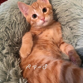 是非動画を♡ペアくん♡