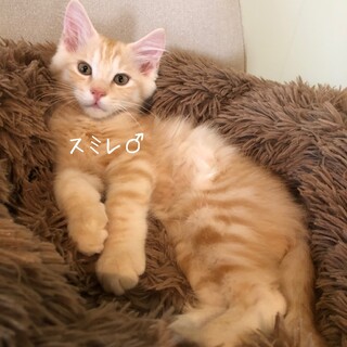 是非動画を♡スミレくん♡