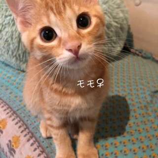 お見合い相談可♡モモちゃん