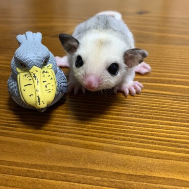 モザイクベビー