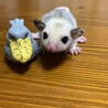 モザイクベビー