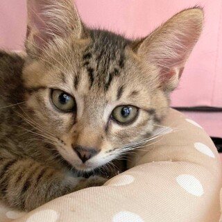 トライアル中！『チューイ』くん