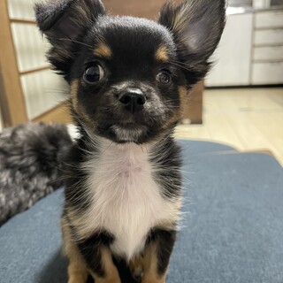 元気いっぱいチワワ♂チッチ