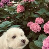 ちえパン