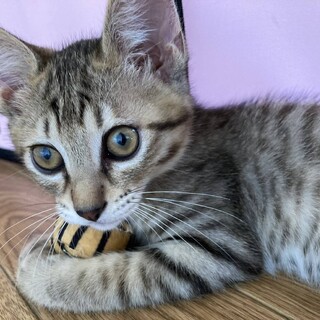 里親様決定！『アナキン』くん