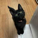 ☆５つ子黒猫・ハスキーボイスのモネちゃん
