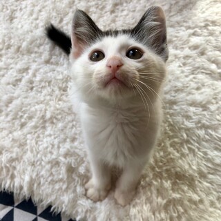 パッツン前髪がチャームポイントのチコちゃん