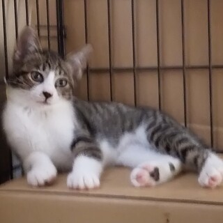 ★交渉中★②黒トラ白子猫メスの里親募集