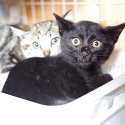 「黒こつぶちゃん 5日目」サムネイル2