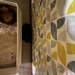 「黒こつぶちゃん 6日目」サムネイル2