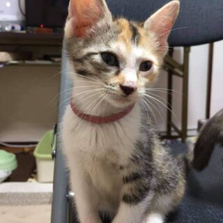 生後4か月　とっても美人な　はるみちゃん