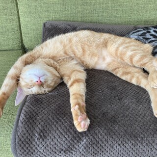 ちゃっとくん☆幸せのかぎしっぽ