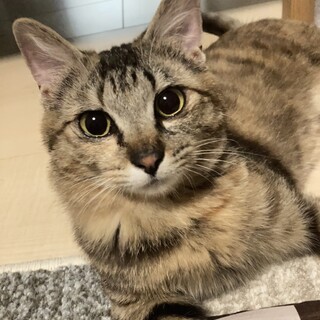 らきちゃん☆おめめまんまる、人間大好き