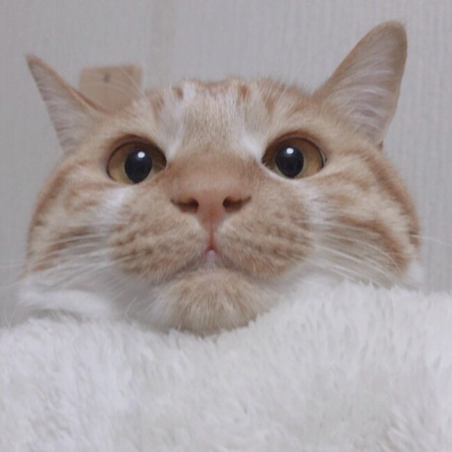 りんご雨のカバー写真
