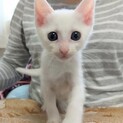 18.19.20見学会参加/白猫 美猫！マイちゃん