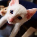 白猫 麗しのブルーアイ、ランちゃん♀