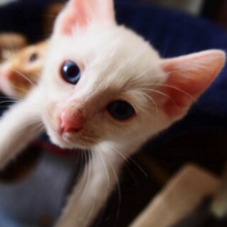 白猫 麗しのブルーアイ、ランちゃん♀