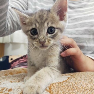 あにまるらいふ猫丸 山口宇部あにまるらいふ猫丸カフェ部でかわいい猫たちとおいしいランチ