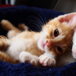 あにまるらいふ猫丸が投稿した里親募集 :: ペットのおうち【里親決定29