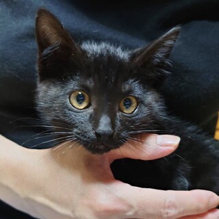 里親決定。お膝大好き黒猫あっくん
