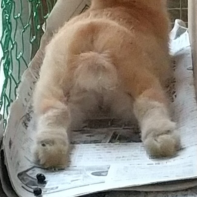 みちめびのカバー写真