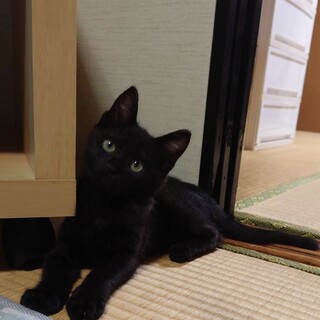 里親決定。甘えん坊黒猫ベアくん
