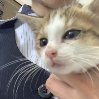 3.4日見学会/土管の中で鳴いてたあんちゃん♀