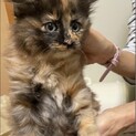 ふわふわ長毛の可愛いサビ猫ちゃん