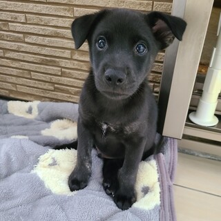 とても賢いスパイクくん！