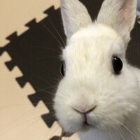 おこめ