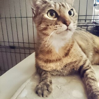 麦わら美人の３歳女の子