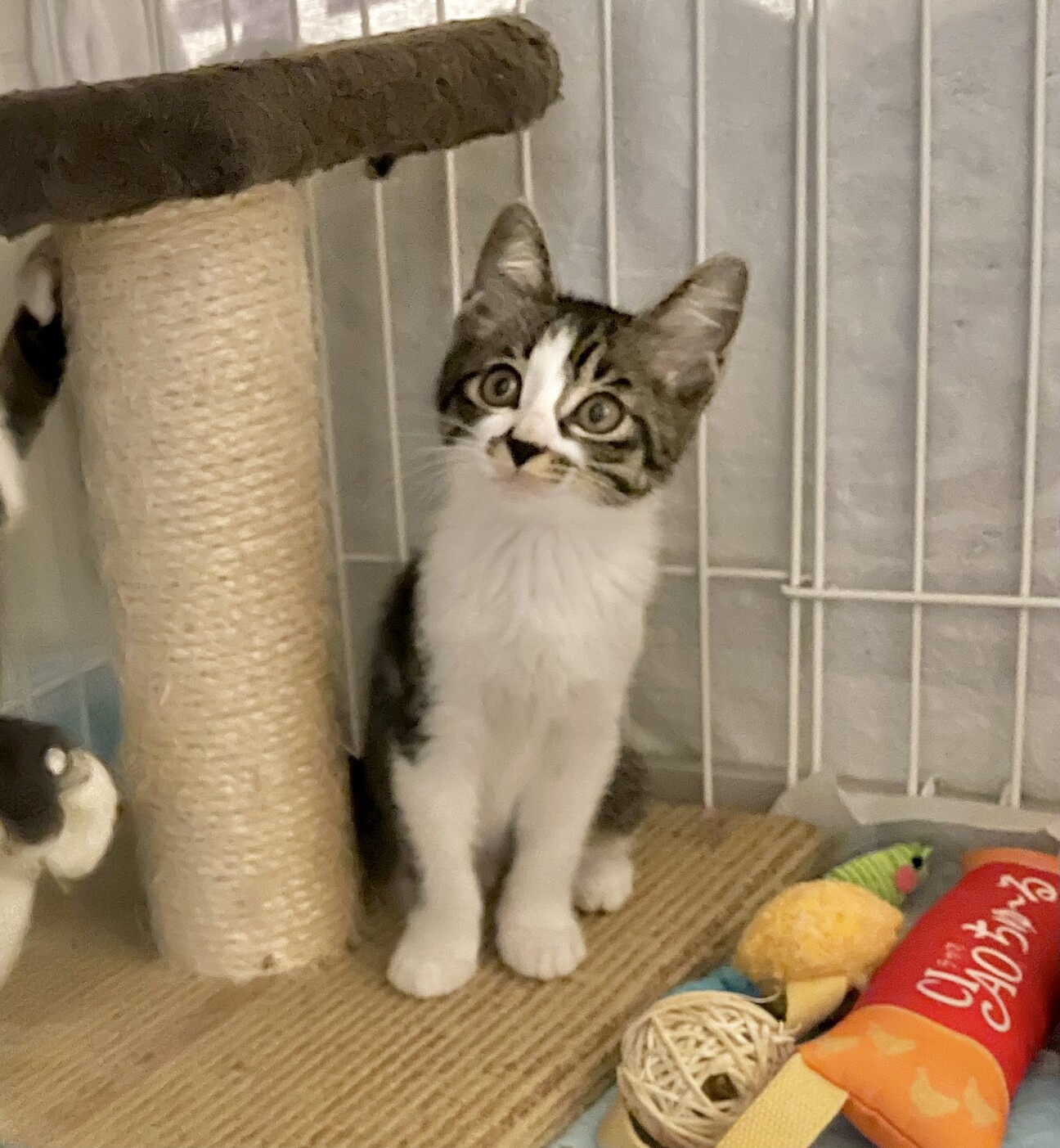 骨盤骨折の3ヶ月女の子」東京都 - 猫の里親募集(369678) :: ペットの 