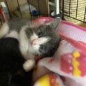 ずっとのおうち探し