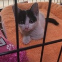 人懐っこい子猫