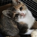 美人な三毛猫ちゃん♡生後2ヶ月程